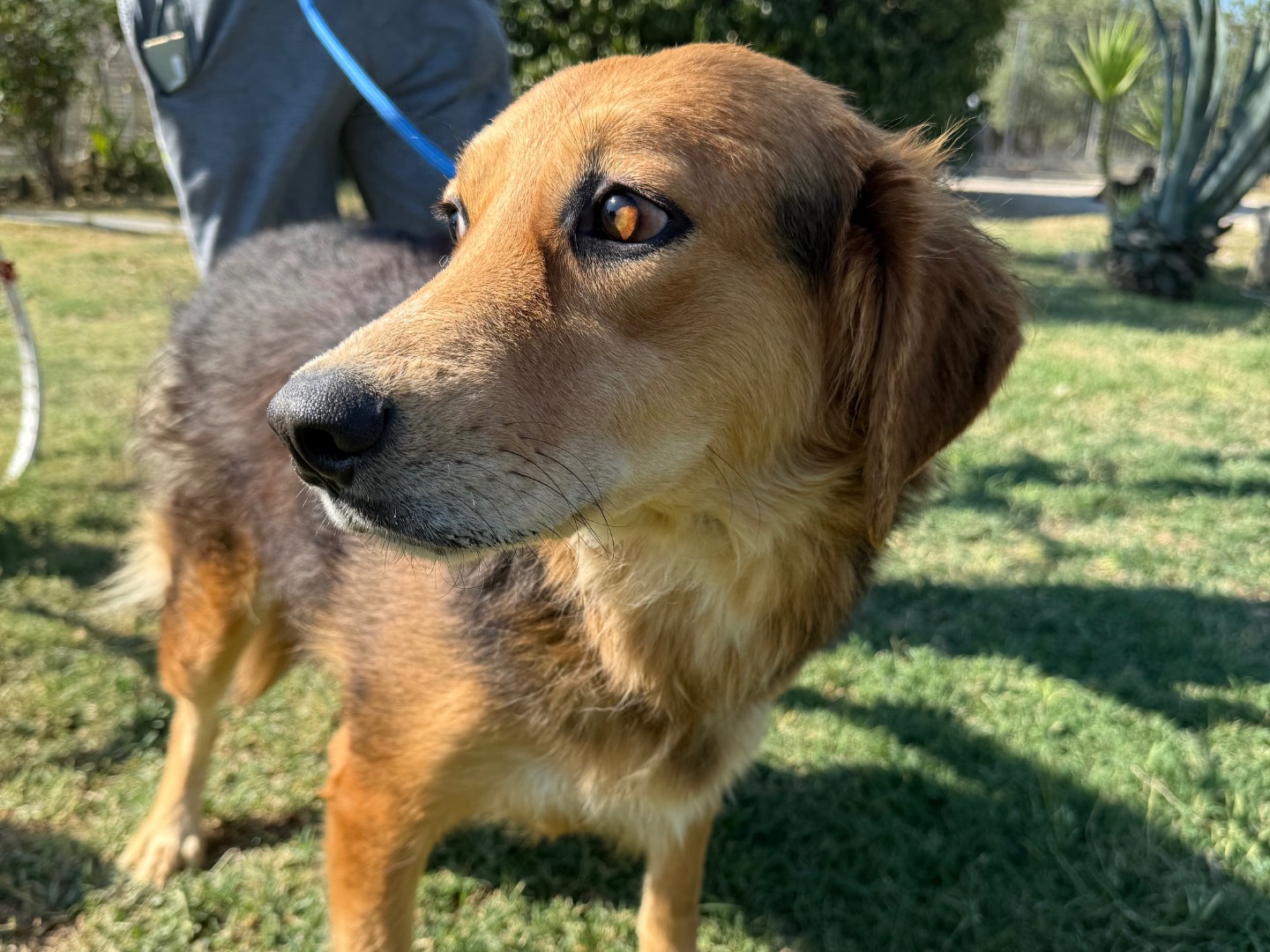 Adotta un cane, femmina, 2 anni e 2 mesi, Matera