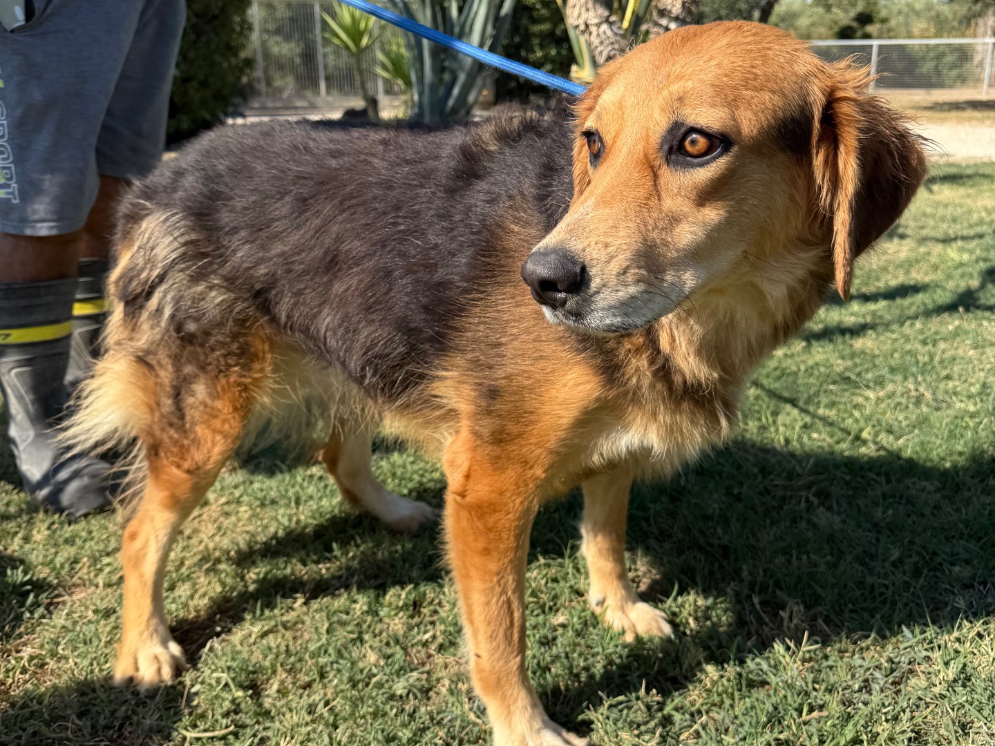 Adotta un cane, taglia media, femmina, Matera