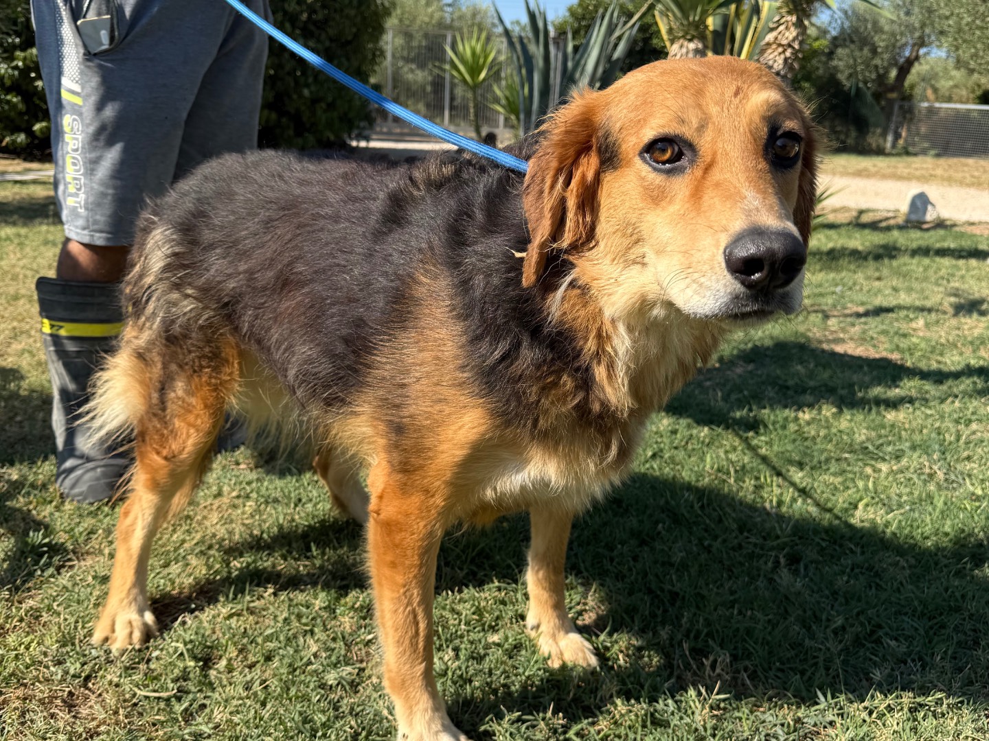 Vuoi adottare un cane a Matera?