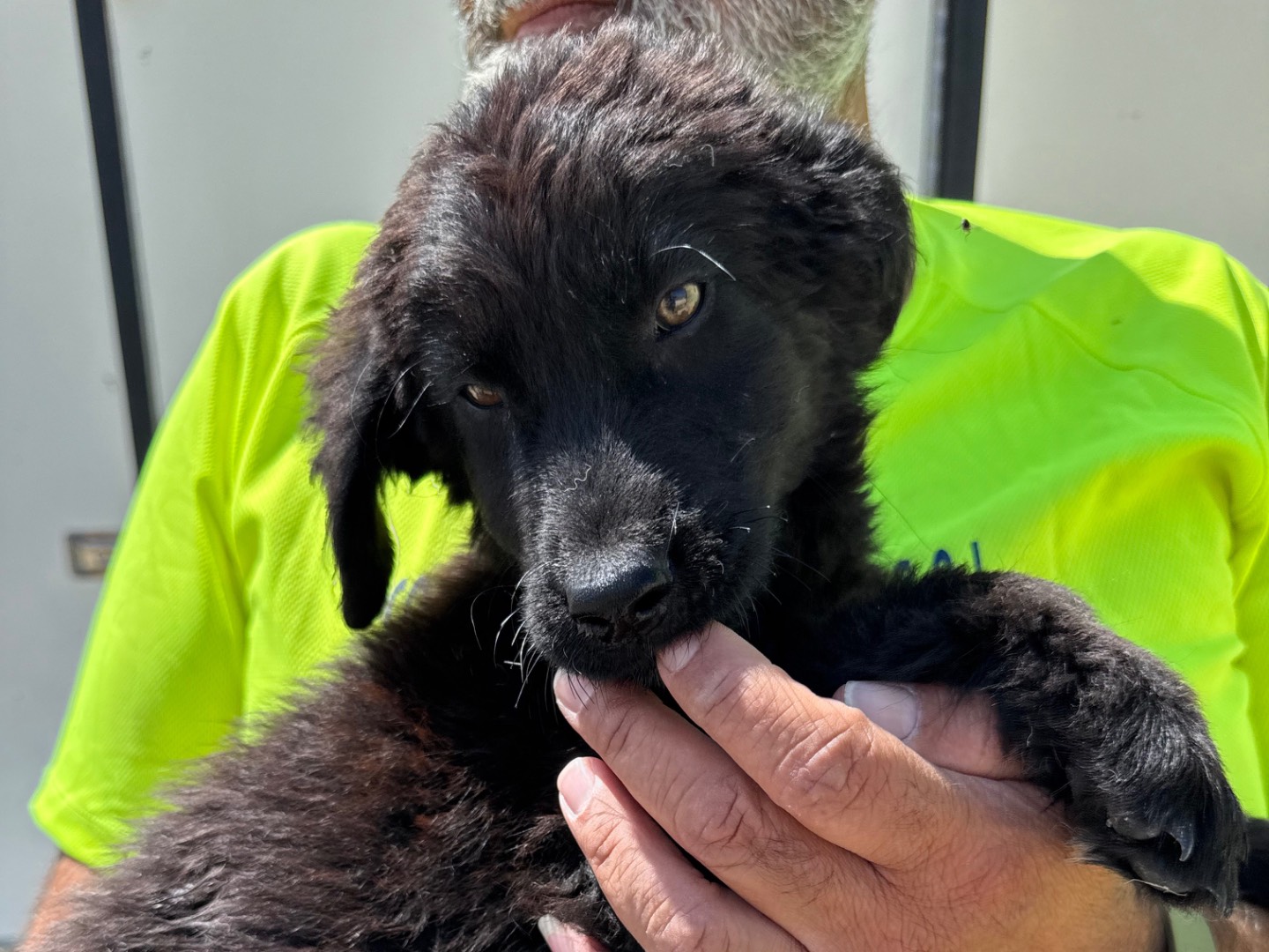 Adotta un cane, taglia media, maschio, Matera