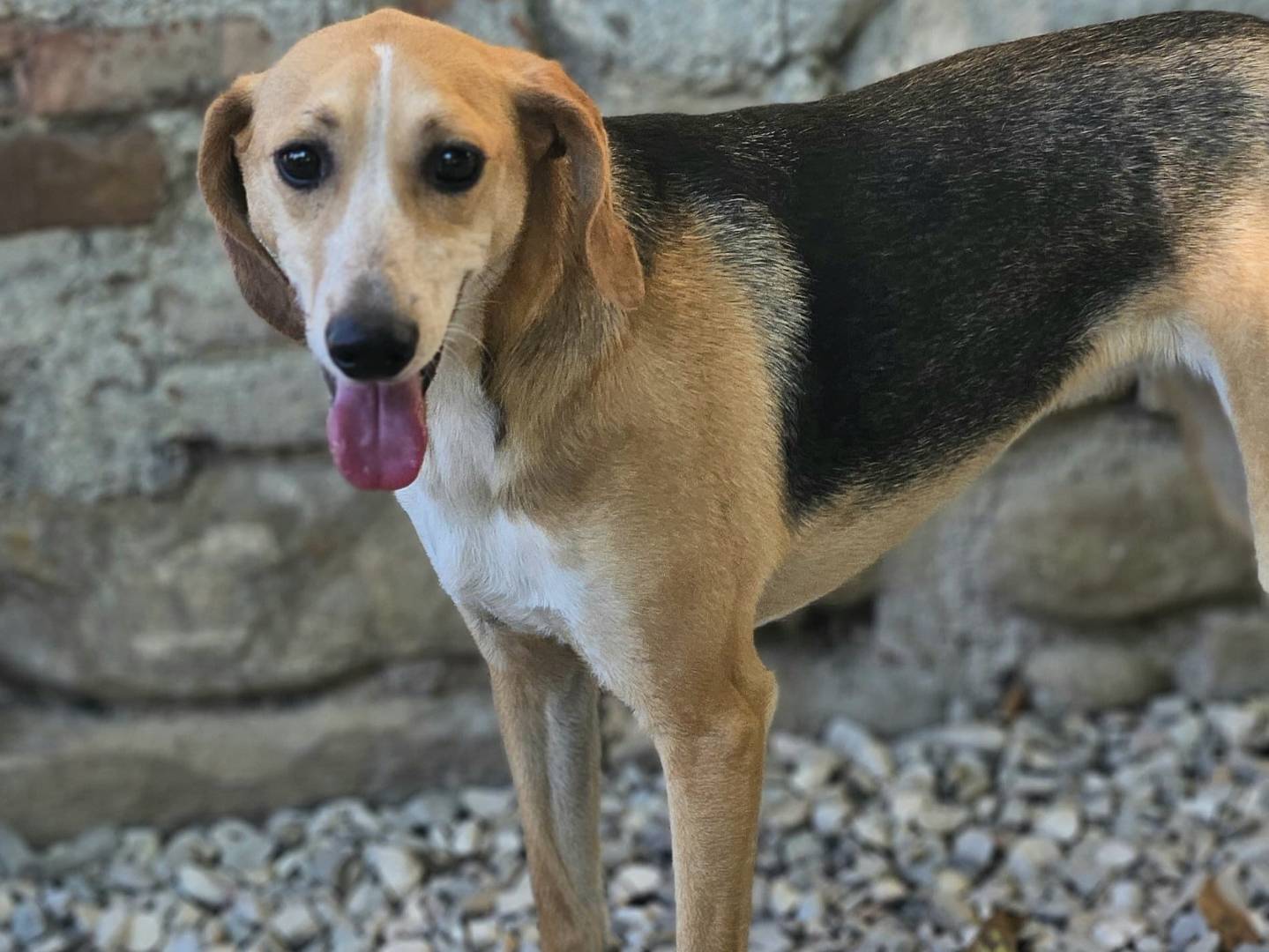 Adotta un cane, femmina, 2 anni e 1 mese, Teramo