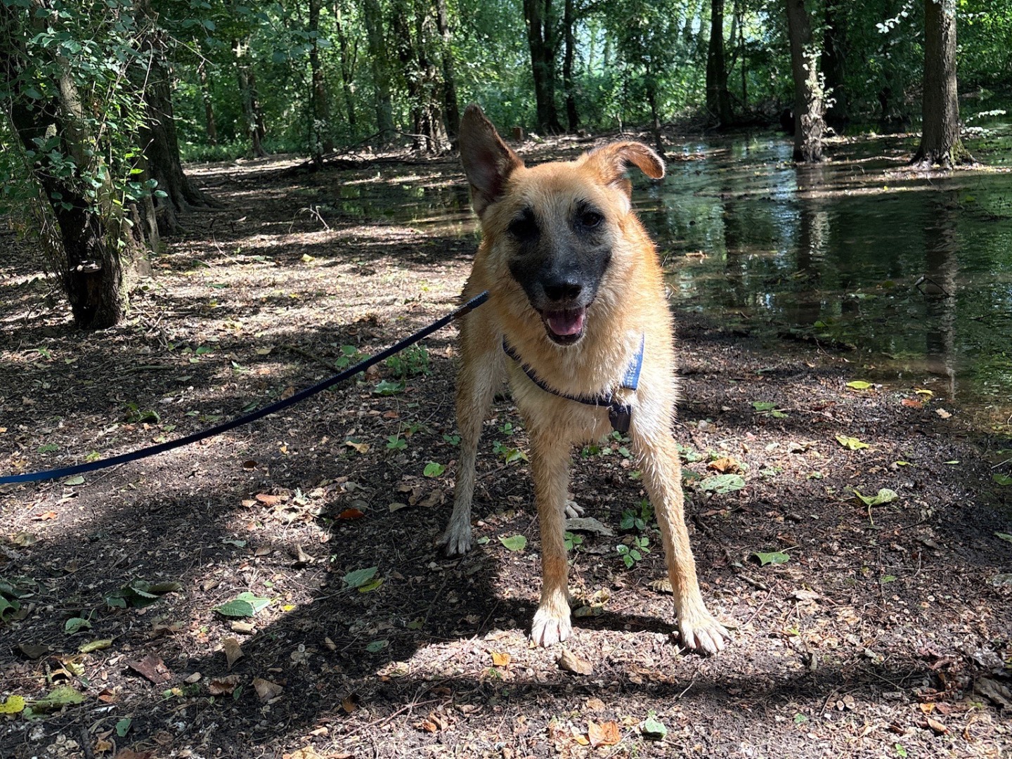 Adozione cane, femmina, Razza sconosciuta Razza sconosciuta, 4 anni e 2 mesi, taglia media, Milano