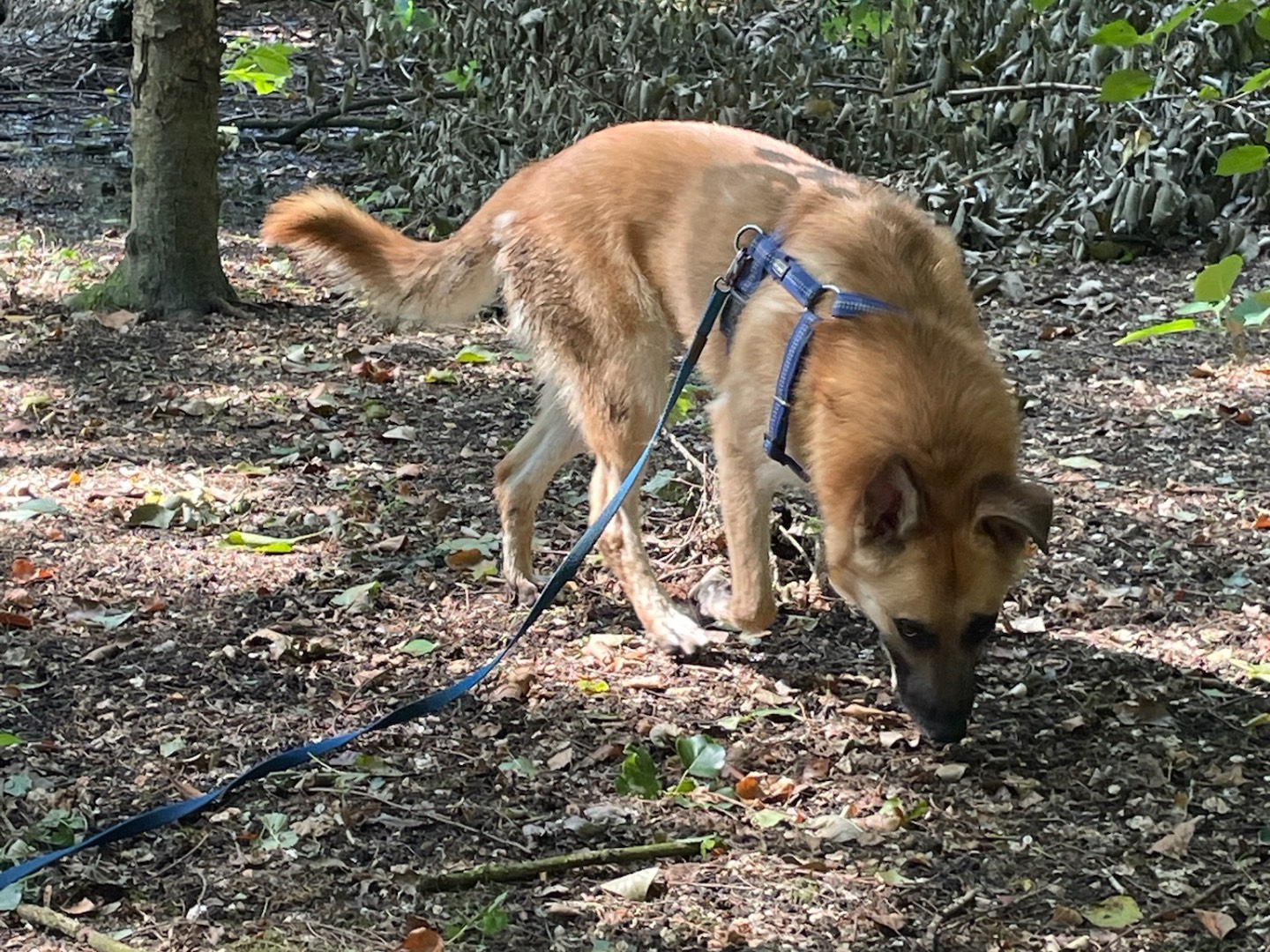 Adotta un cane, femmina, 4 anni e 2 mesi, Milano