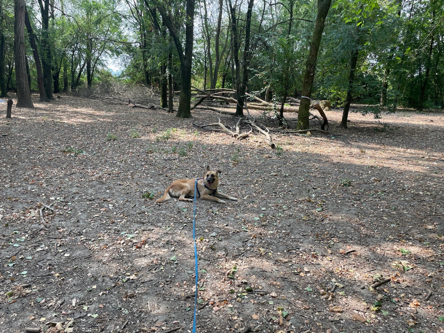 Adotta un cane, taglia media, femmina, Milano