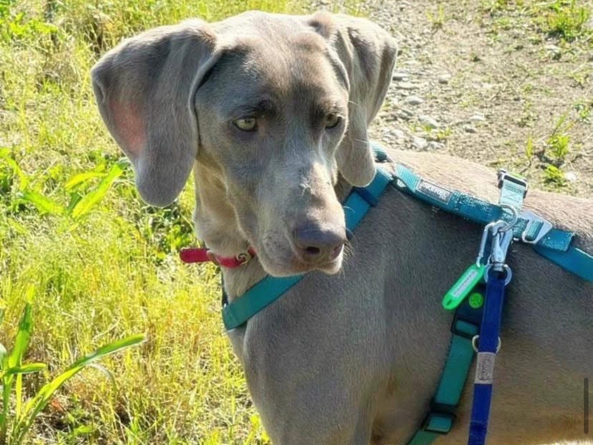 Adozione cane, femmina, Weimaraner Razza sconosciuta, 3 anni e 2 mesi, taglia media, Milano