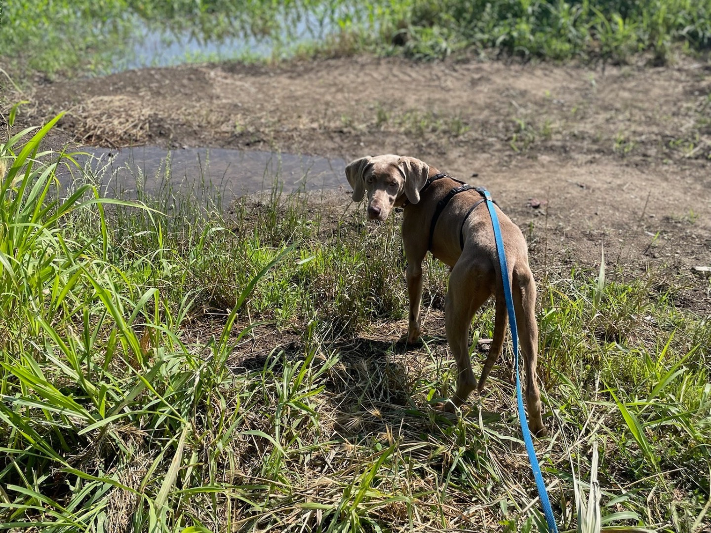 Adotta un cane, taglia media, femmina, Milano