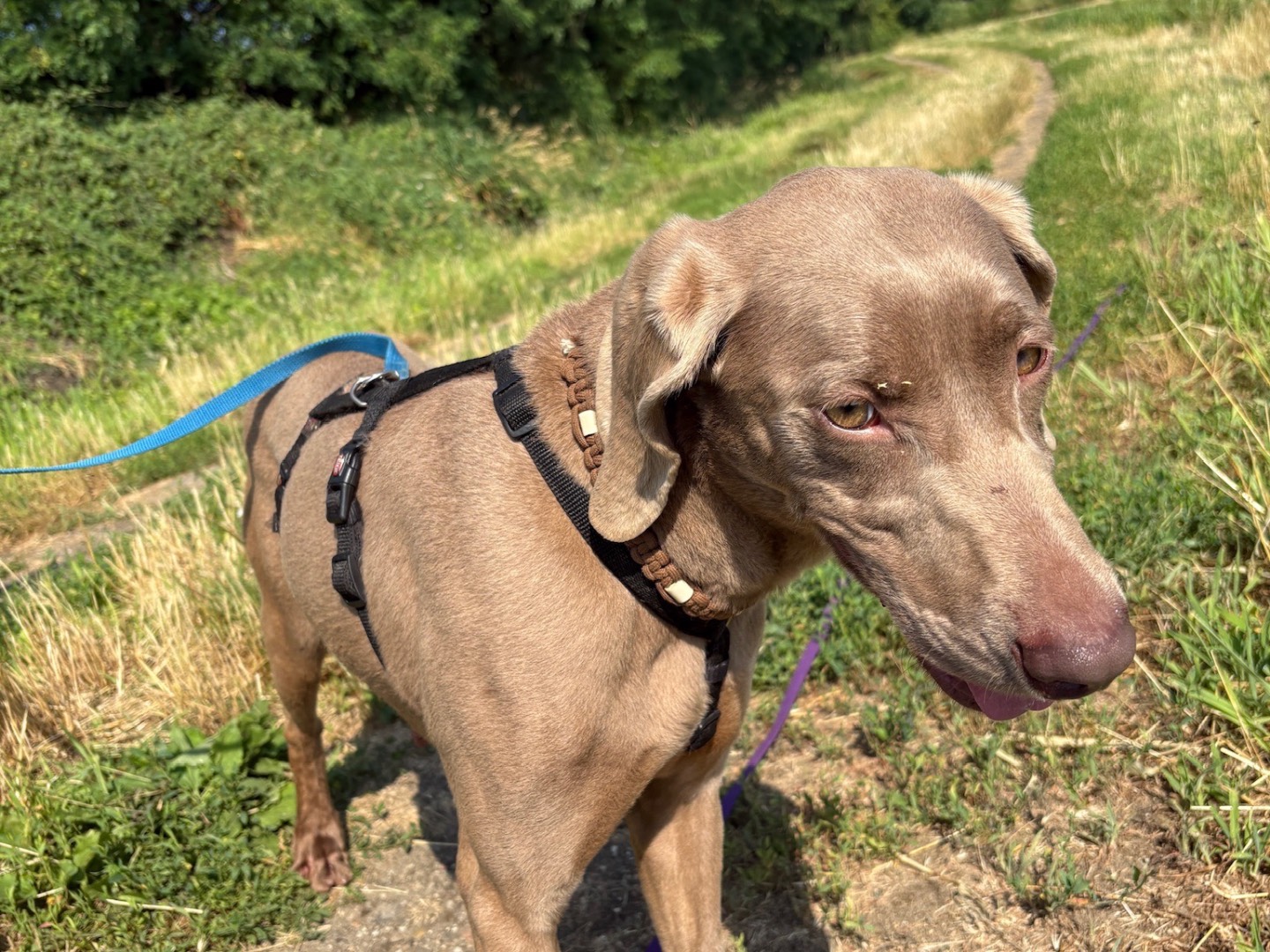 Vuoi adottare un cane a Milano?