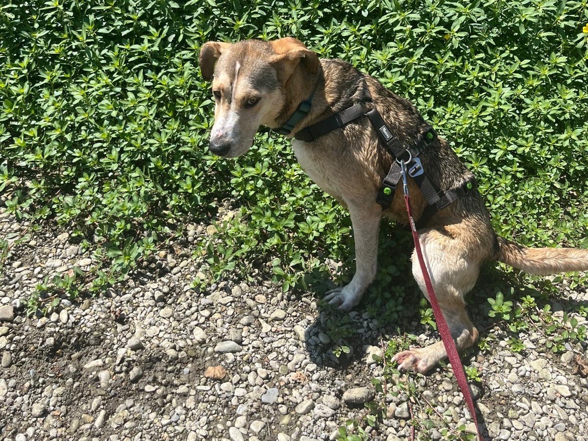 Adozione cane, femmina, Razza sconosciuta Razza sconosciuta, 1 anno e 1 mese, taglia media, Milano