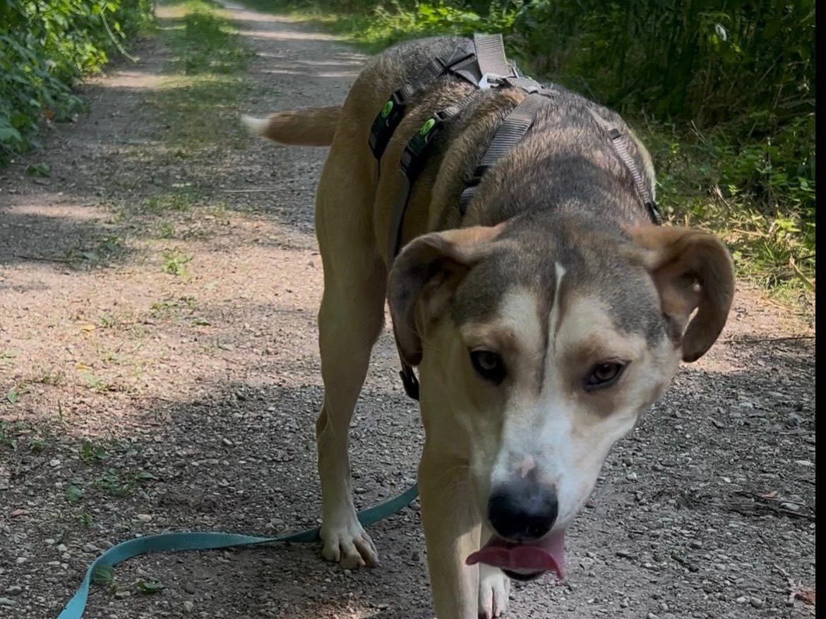 Adotta un cane, taglia media, femmina, Milano