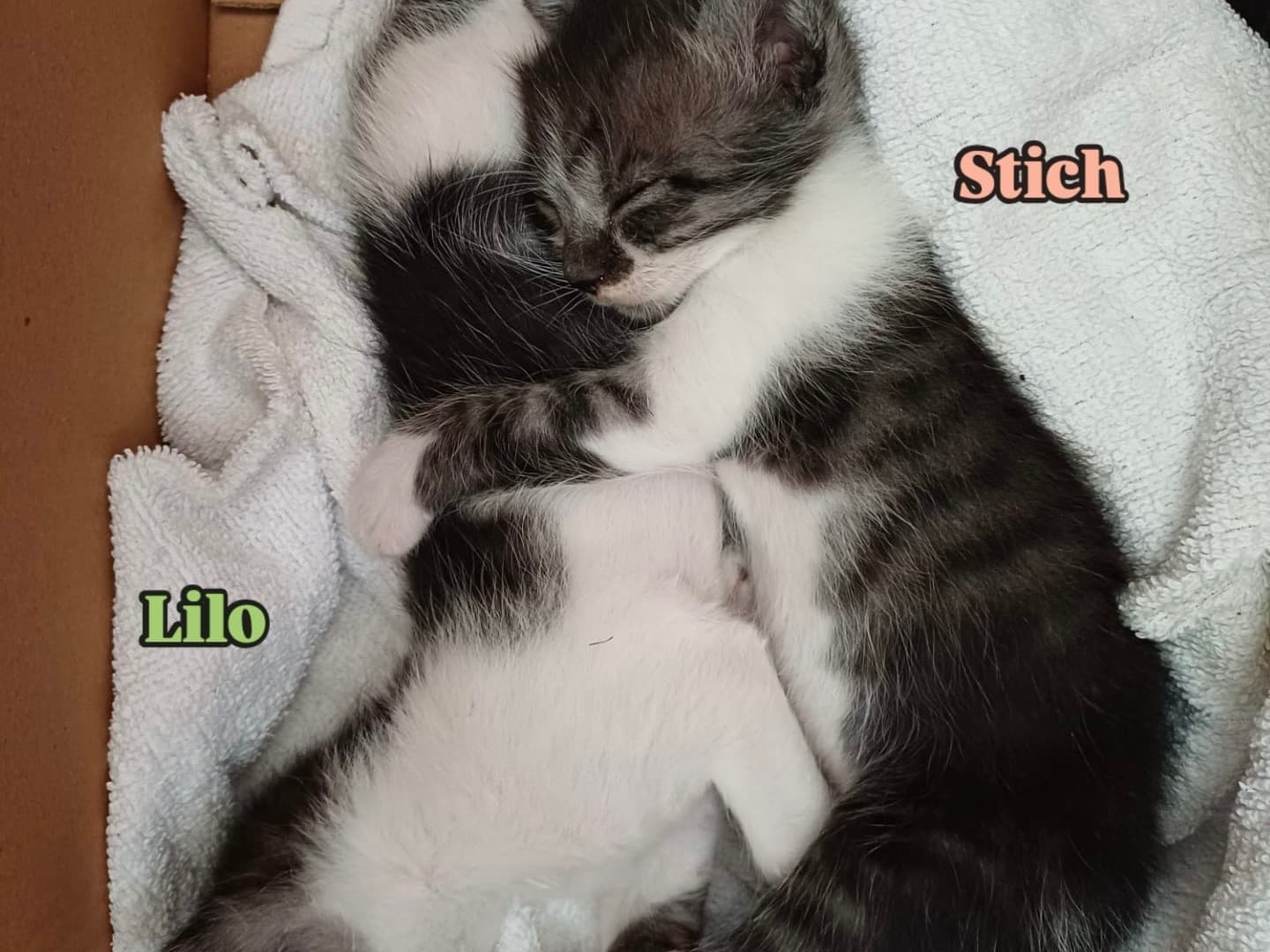 Adozione gatto, maschio, Razza sconosciuta Razza sconosciuta, 8 mesi, taglia non valida, Bari