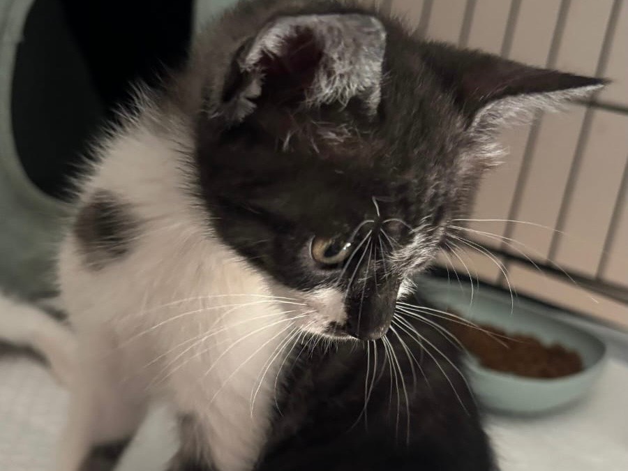 Adotta un gatto, maschio, 8 mesi, Bari