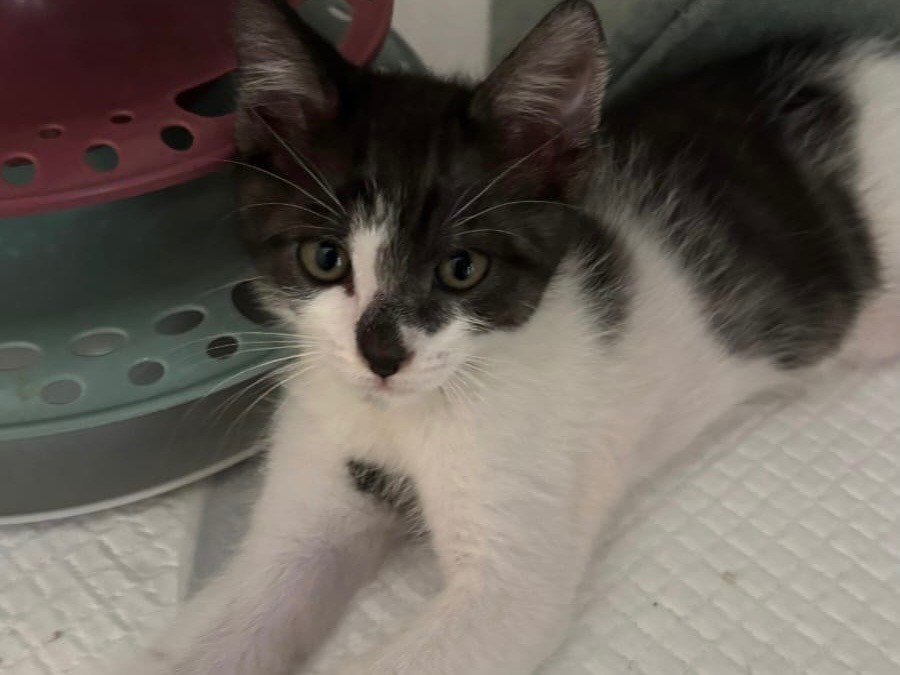 Adotta un gatto, taglia non valida, maschio, Bari