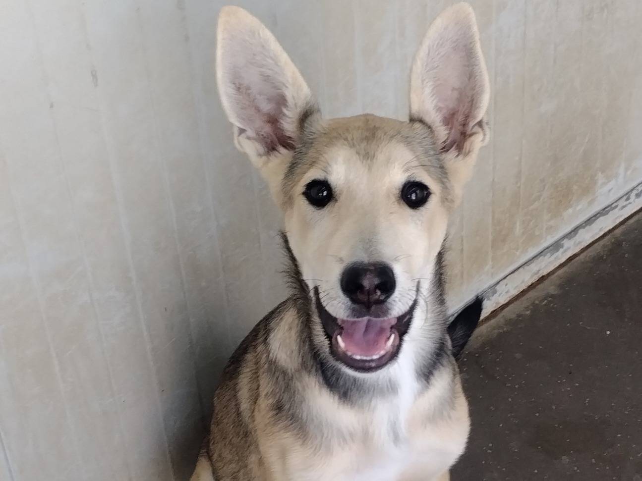 Adozione cane, femmina, Pastore tedesco Siberian Husky, 3 mesi, taglia media, Viterbo