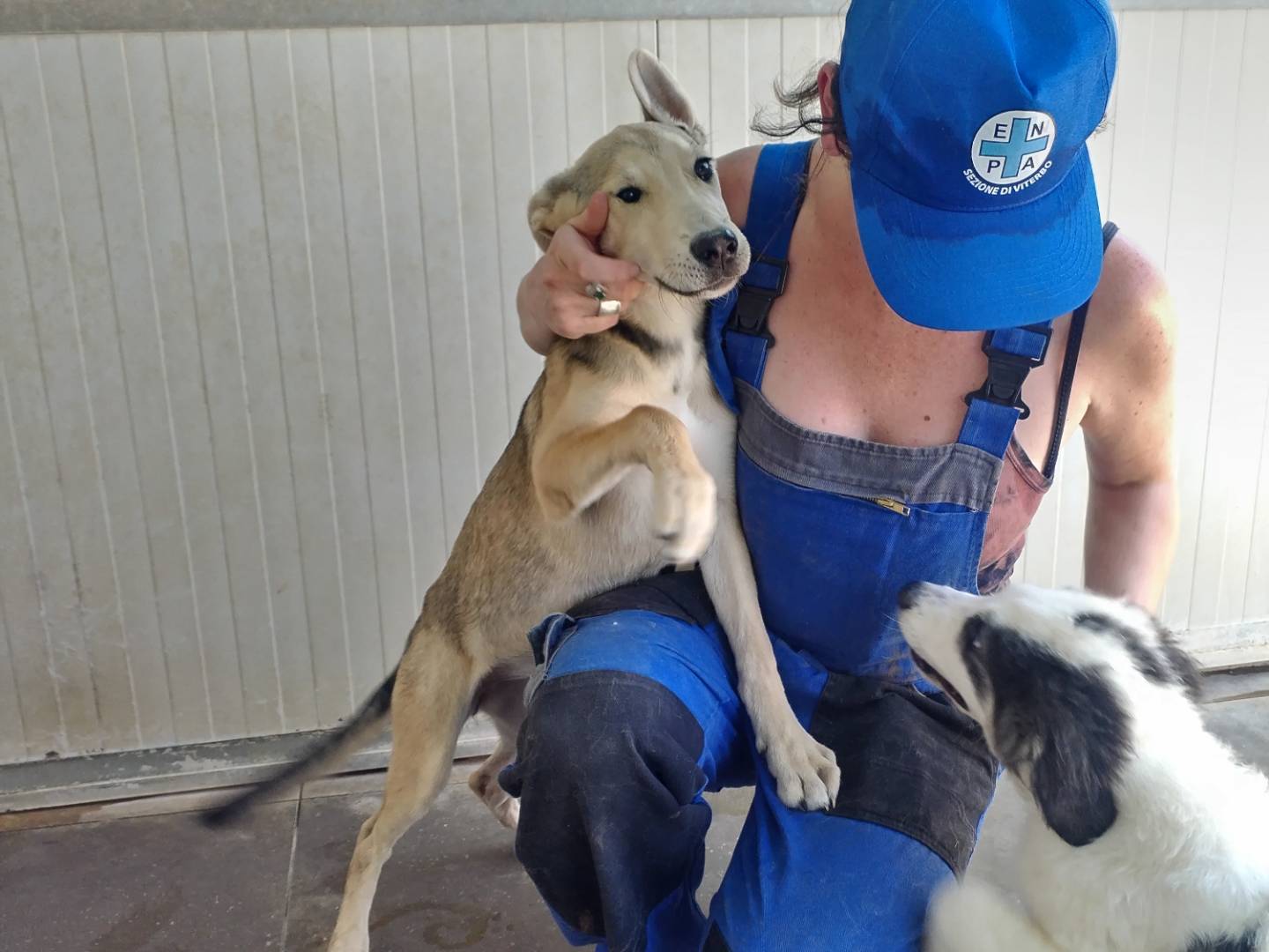 Adotta un cane, femmina, 3 mesi, Viterbo