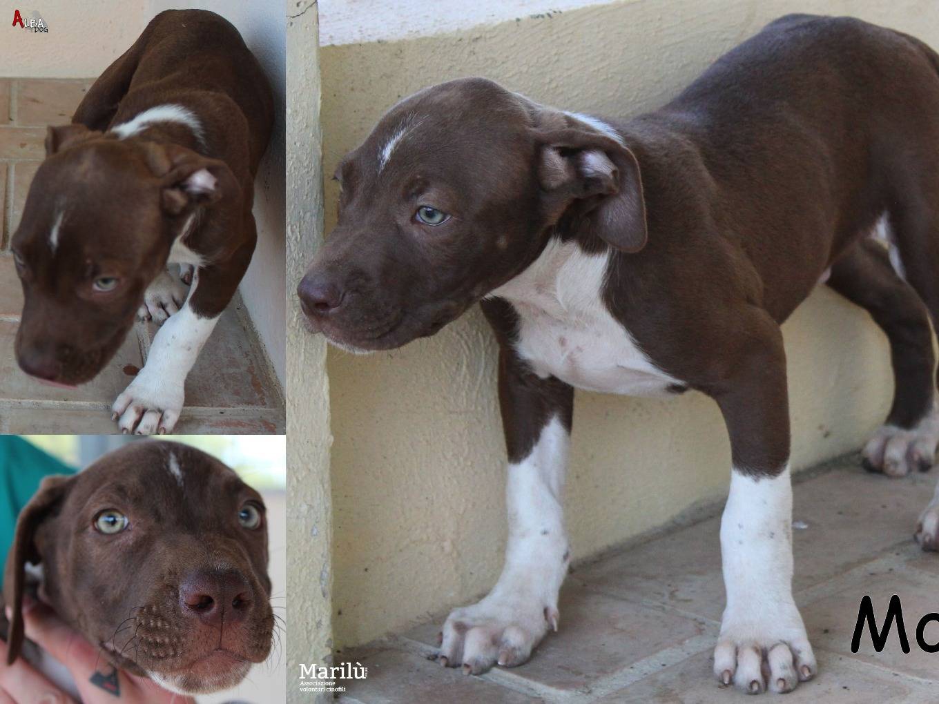 Adozione cane, maschio, Amstaff Razza sconosciuta, 3 mesi, taglia grande, Roma