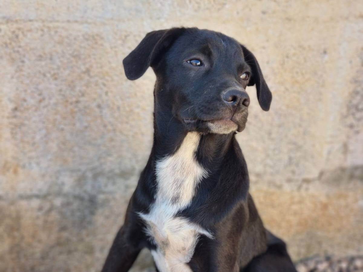 Vuoi adottare un cane a Lecce?