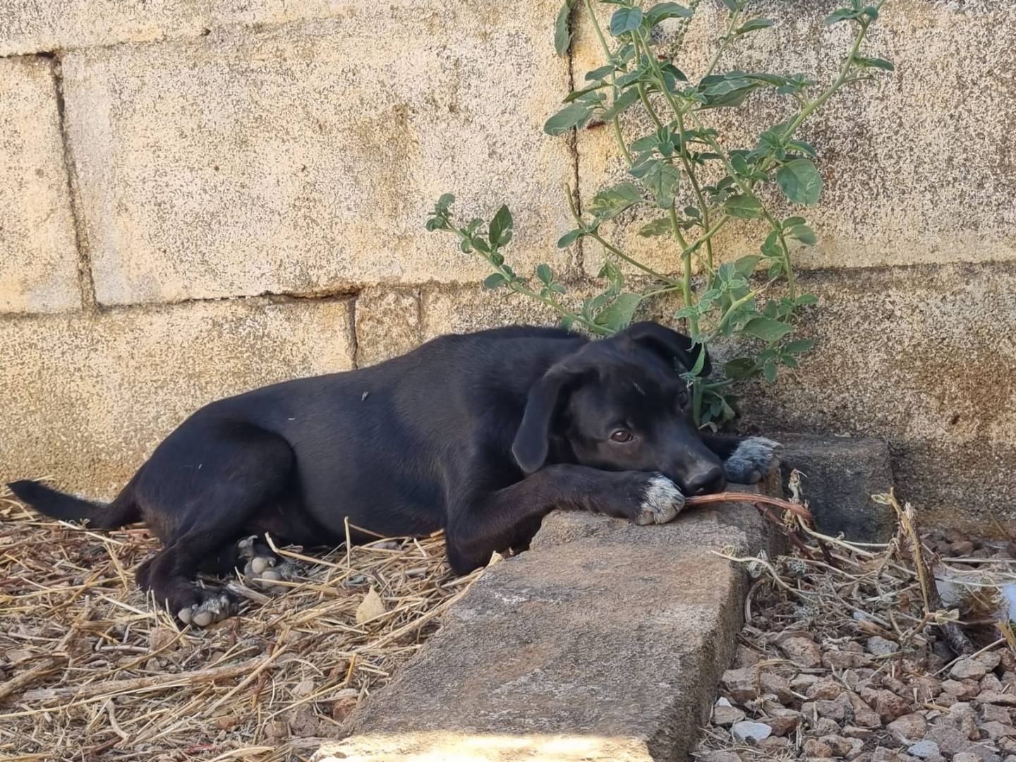 Adotta il cane Noah a Lecce