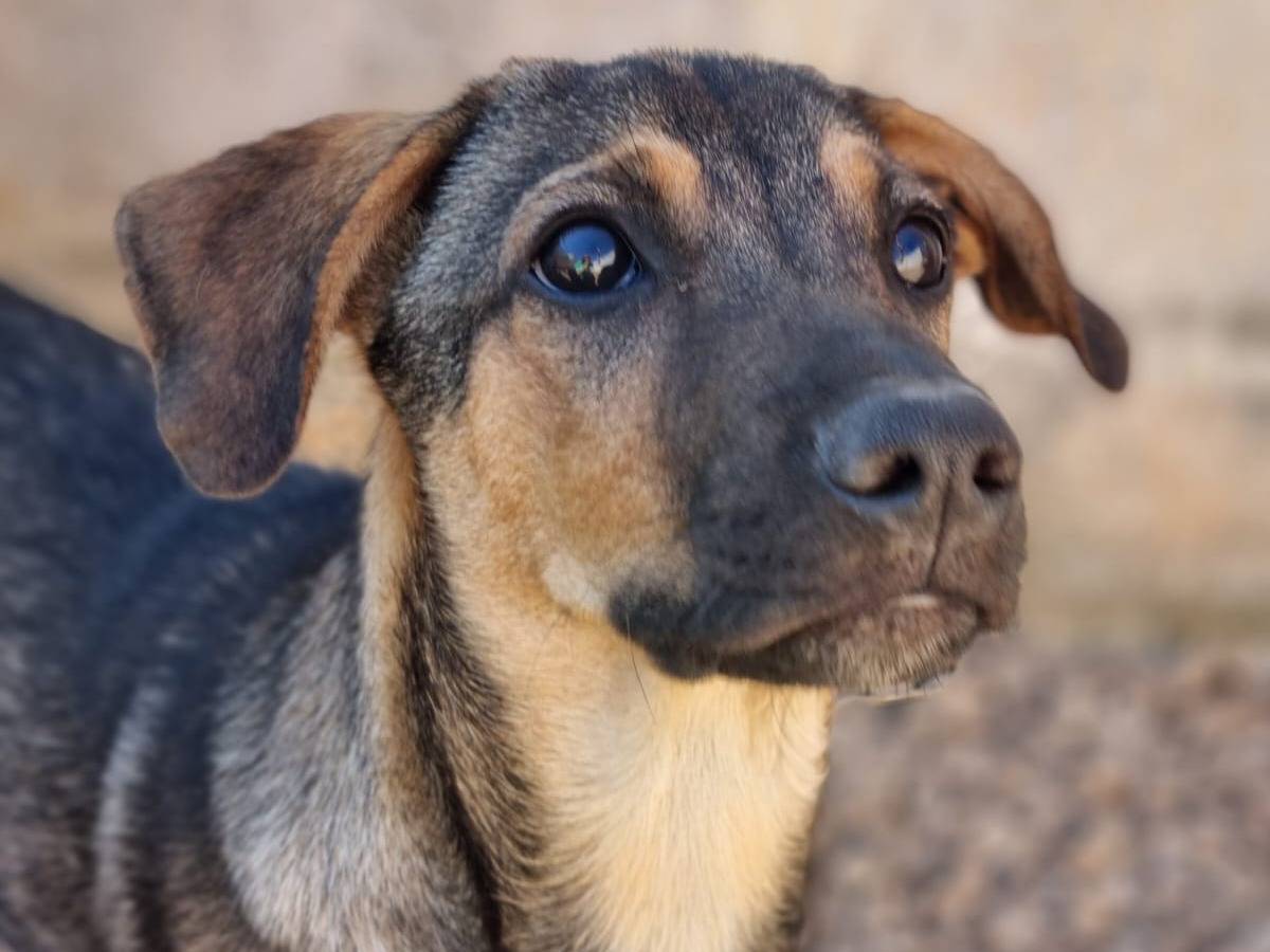 Adozione cane, maschio, Razza sconosciuta Razza sconosciuta, 2 mesi, taglia media contenuta, Lecce