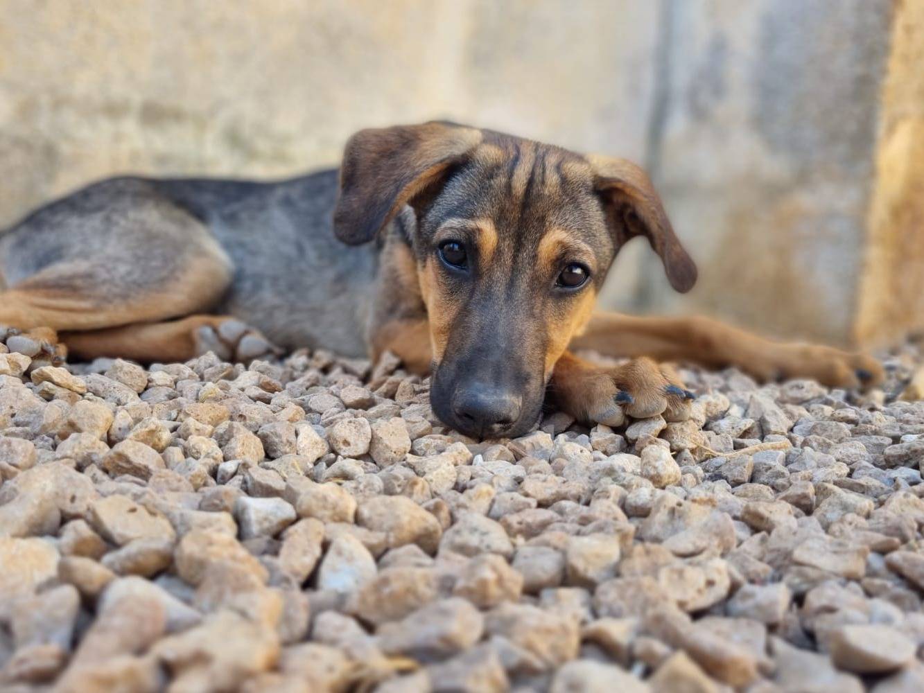 Vuoi adottare un cane a Lecce?