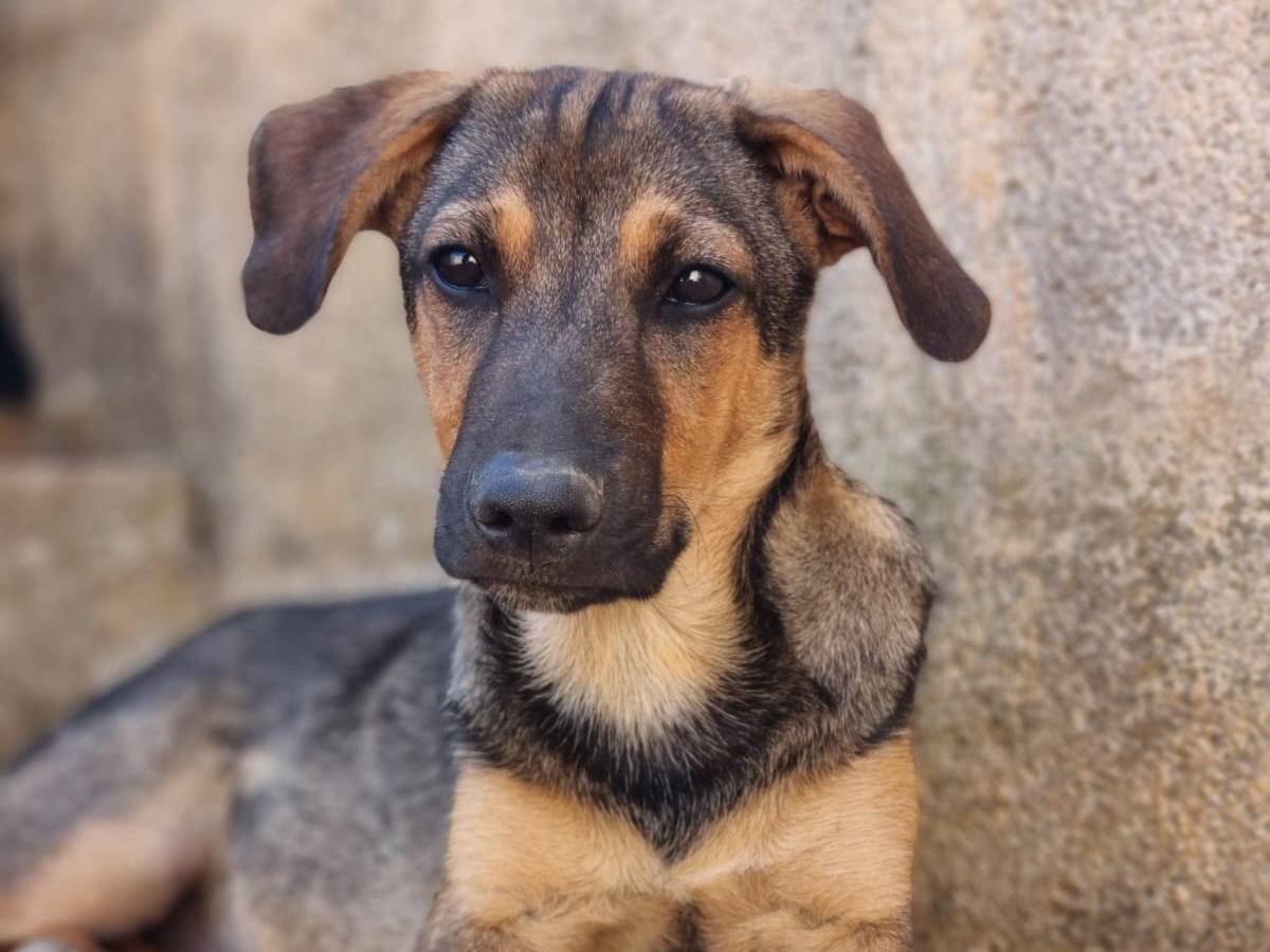 Adotta il cane Nick a Lecce