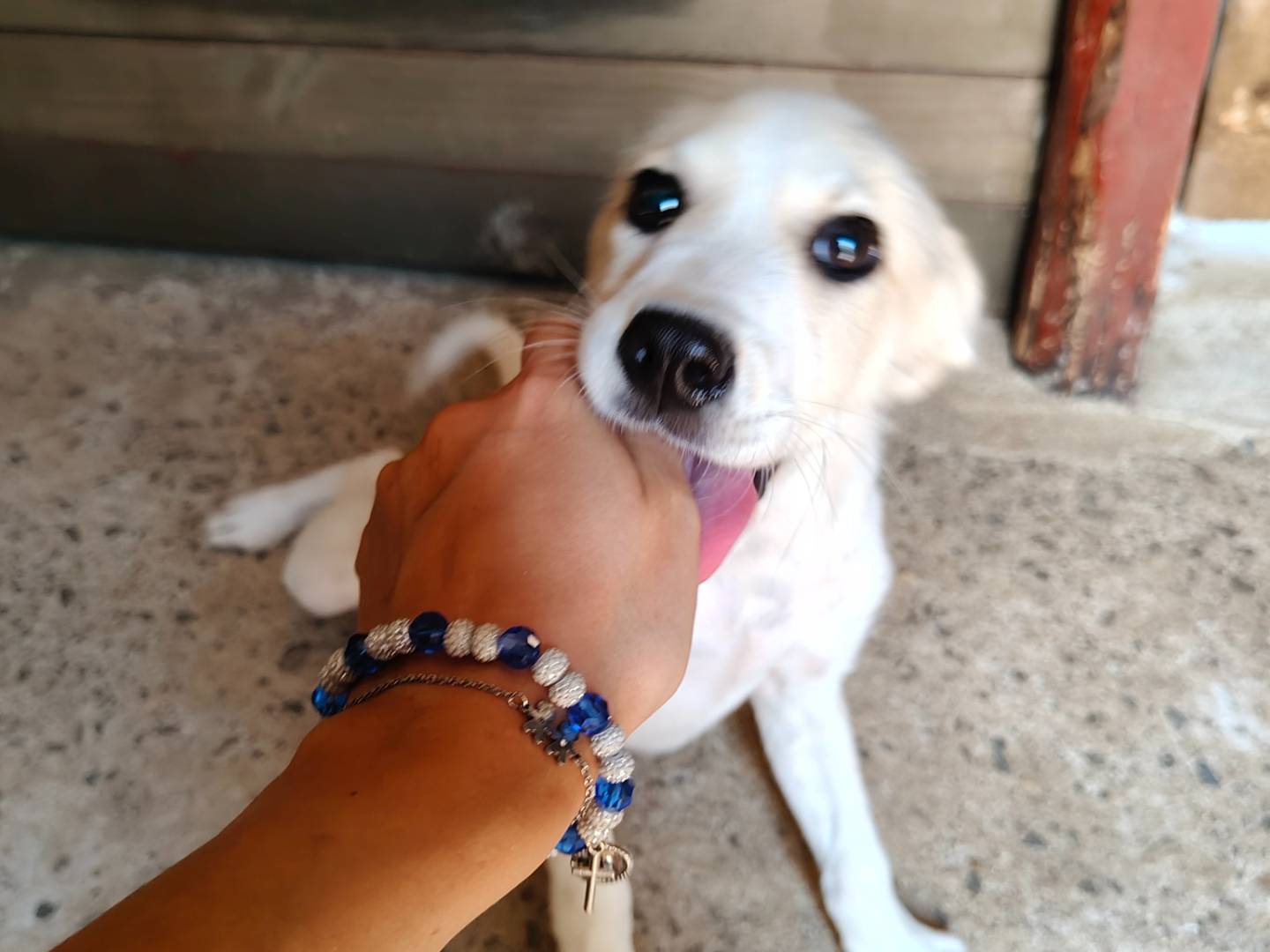 Vuoi adottare un cane a Vibo?