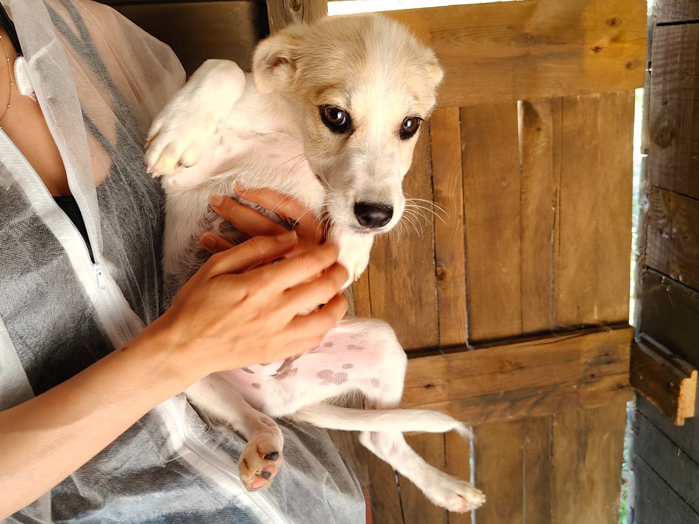 Adotta il cane Romolo a Vibo