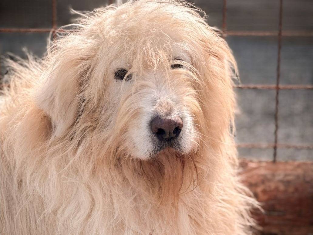 Adozione cane, maschio, Razza sconosciuta Razza sconosciuta, 7 anni e 1 mese, taglia grande, Crotone
