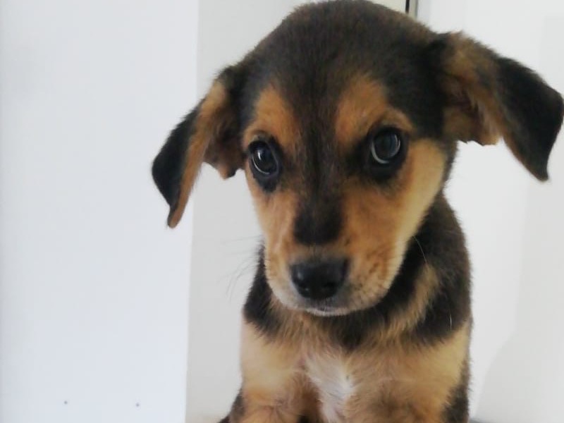 Vuoi adottare un cane a Bari?