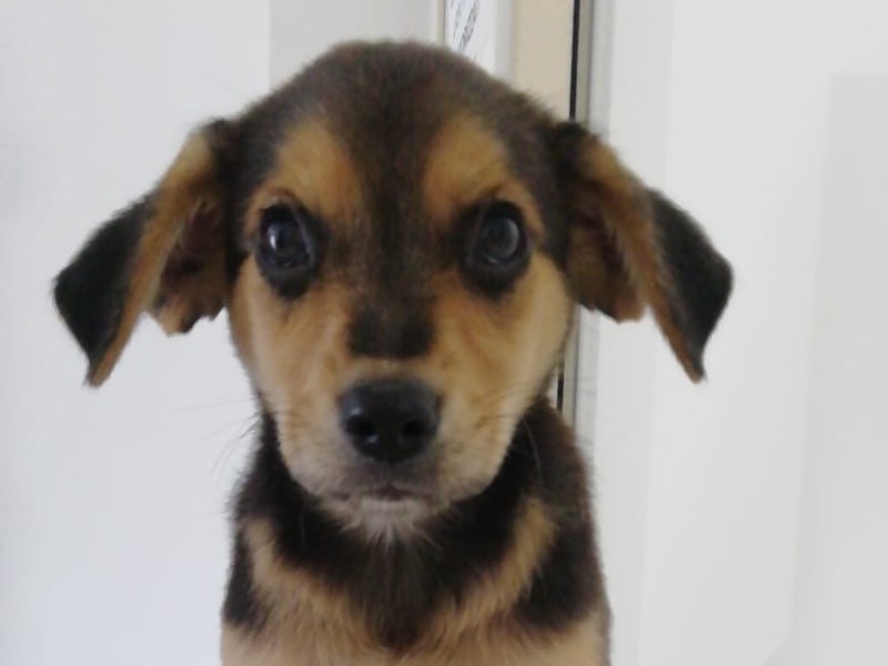 Adotta il cane Teo Angel  a Bari