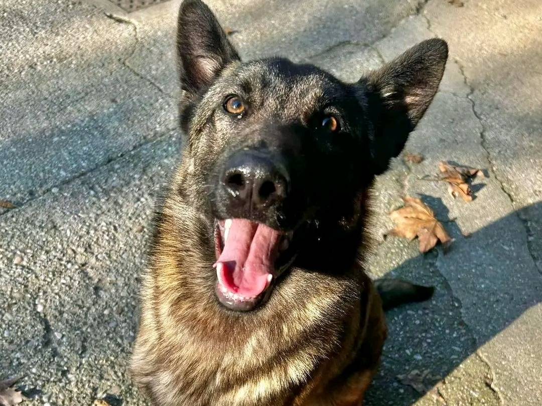 Vuoi adottare un cane a Cremona?
