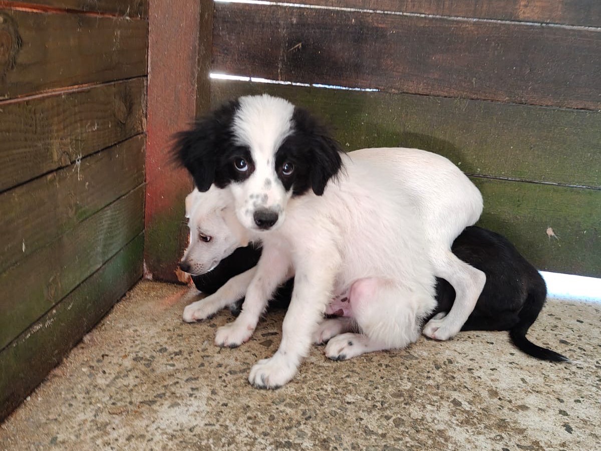 Adozione cane, maschio, Razza sconosciuta Razza sconosciuta, 4 mesi, taglia media, Vibo