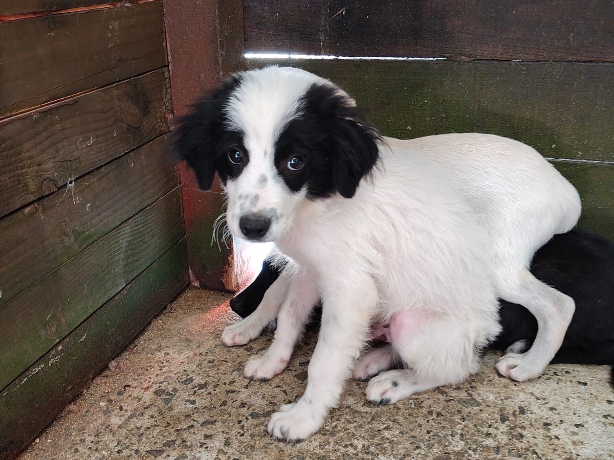 Adotta un cane, maschio, 4 mesi, Vibo