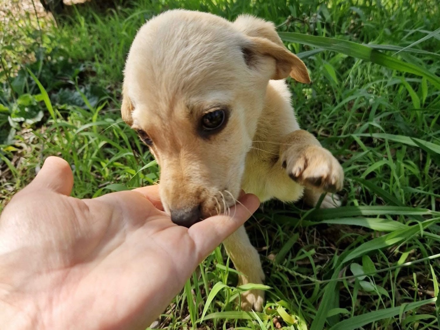 Vuoi adottare un cane a Treviso?