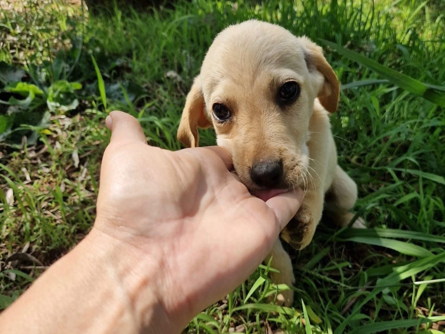 Adotta il cane Timon a Treviso