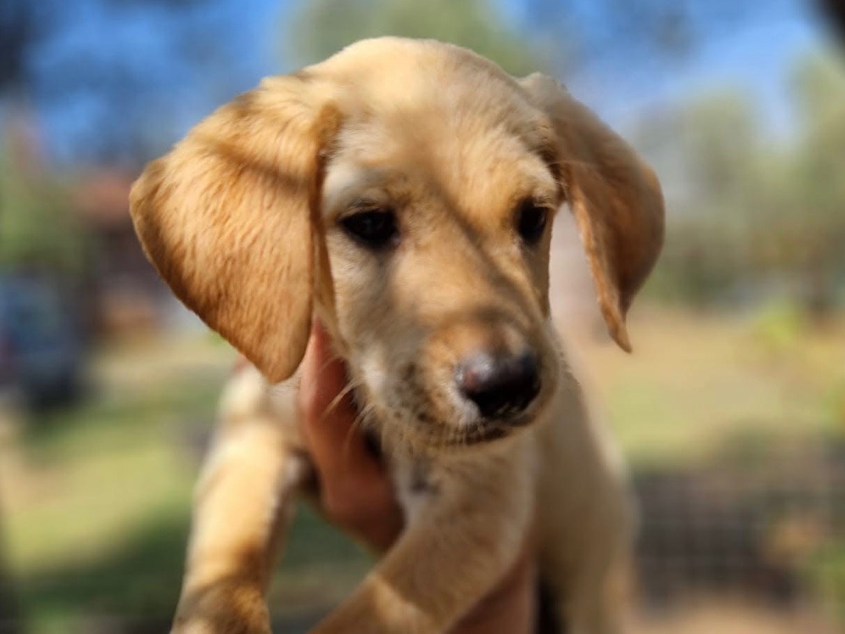 Adotta un cane, maschio, 3 mesi, Modena