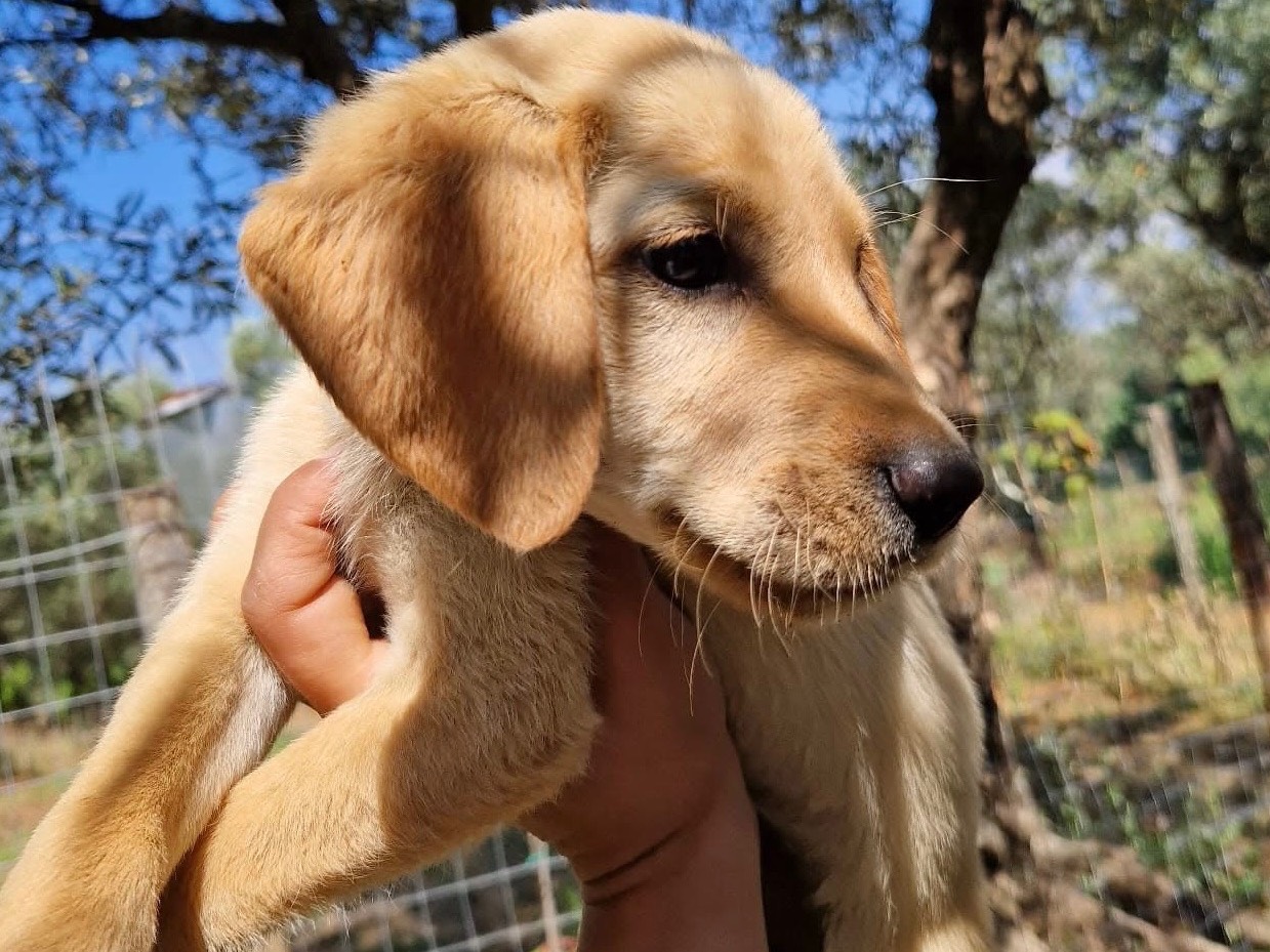 Adotta un cane, taglia media contenuta, maschio, Modena