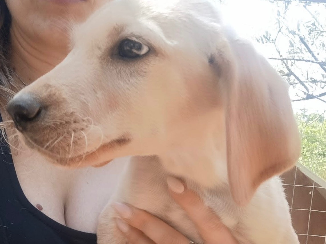 Vuoi adottare un cane a Modena?