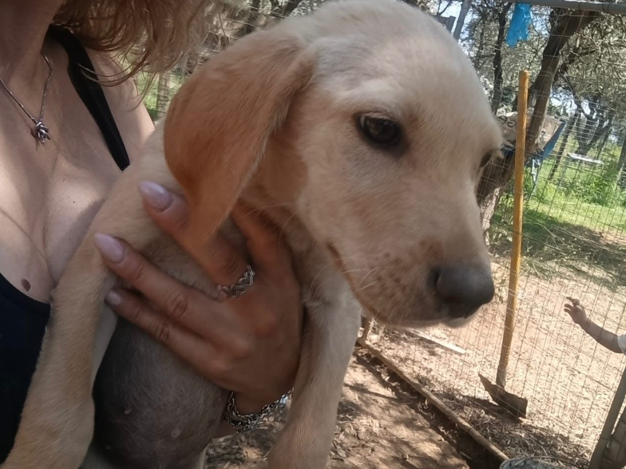 Adotta il cane Oscar  a Modena