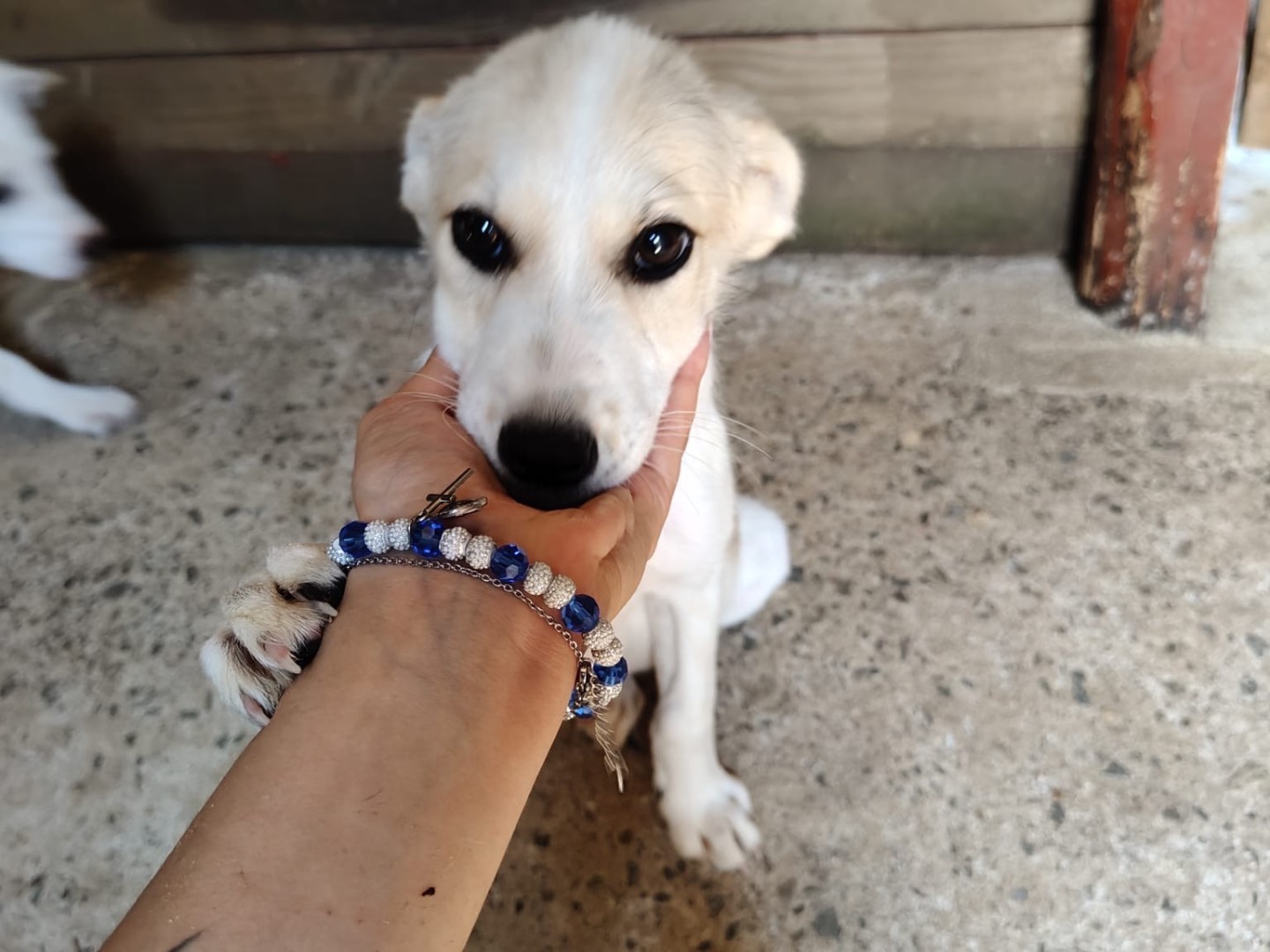 Adotta un cane, maschio, 4 mesi, Vibo