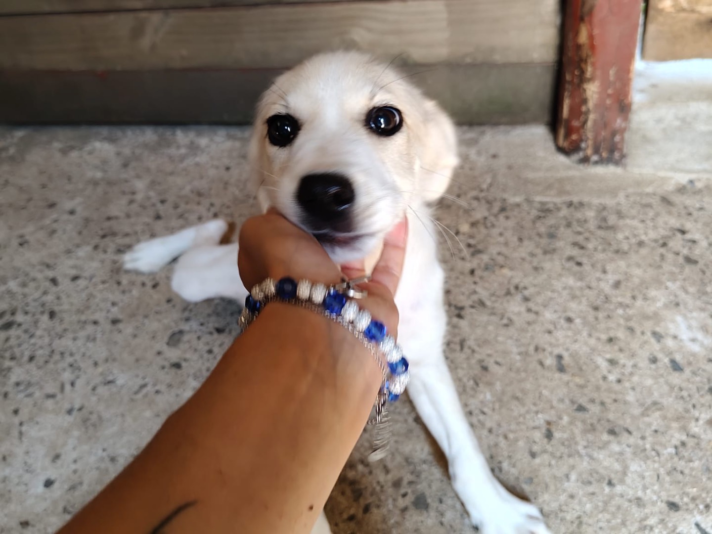 Adotta un cane, taglia media contenuta, maschio, Vibo