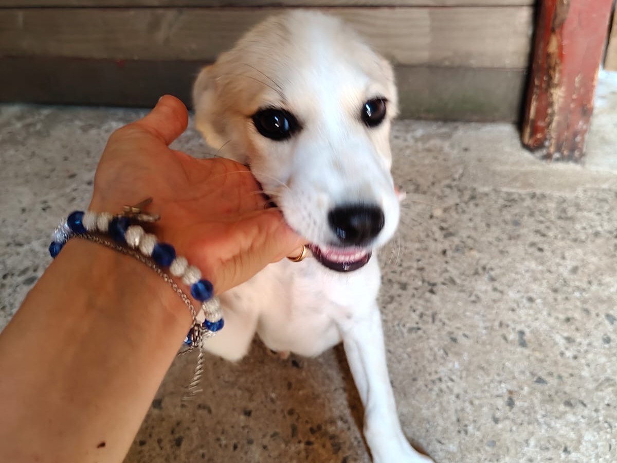 Vuoi adottare un cane a Vibo?