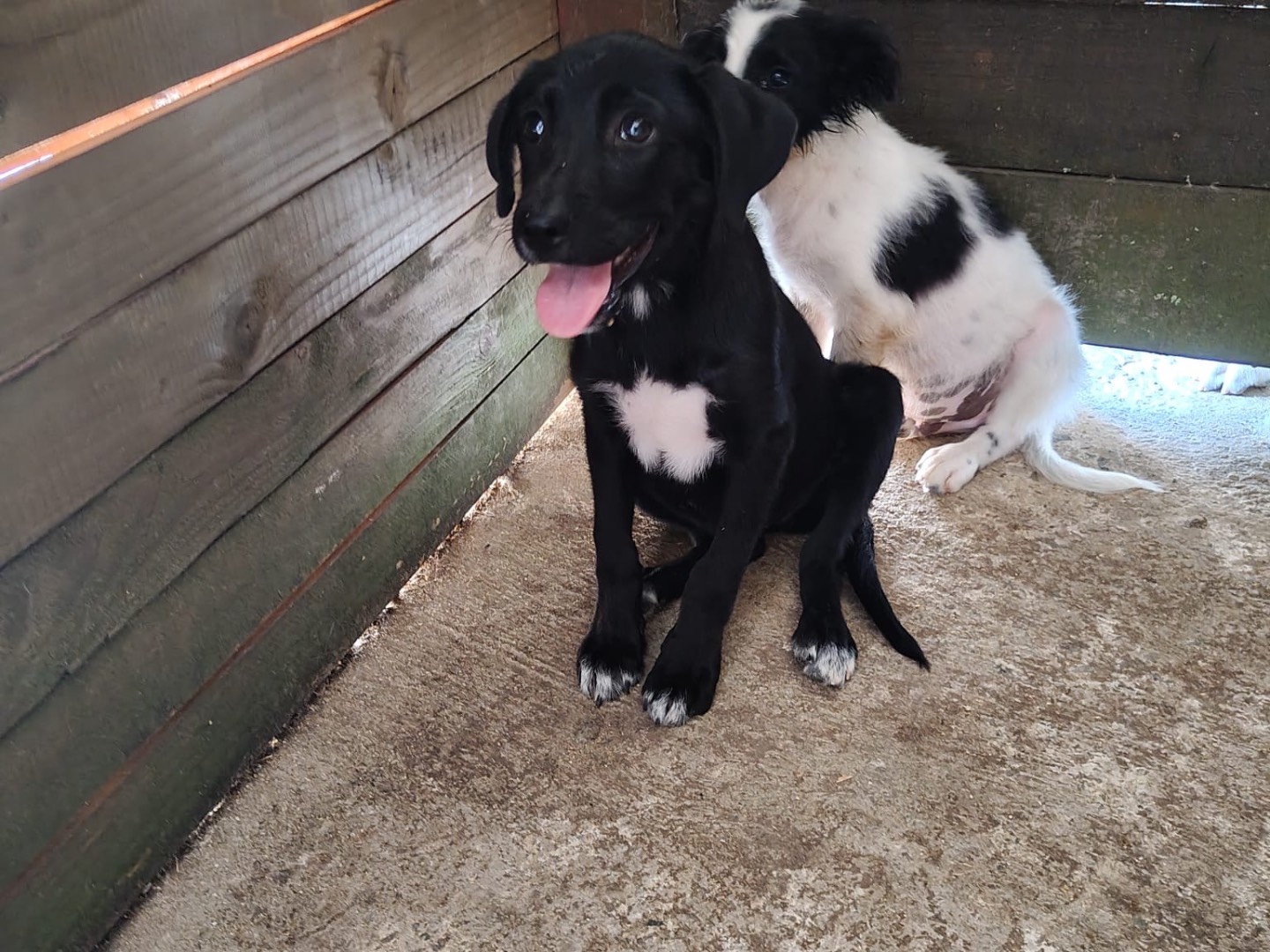 Vuoi adottare un cane a Vibo?