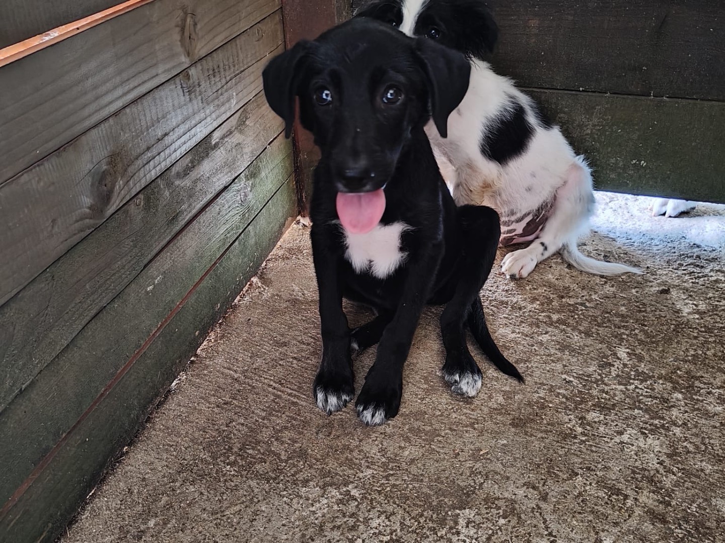 Adotta il cane Romina a Vibo
