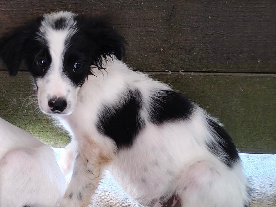 Adozione cane, maschio, Razza sconosciuta Razza sconosciuta, 2 mesi, taglia media, Vibo