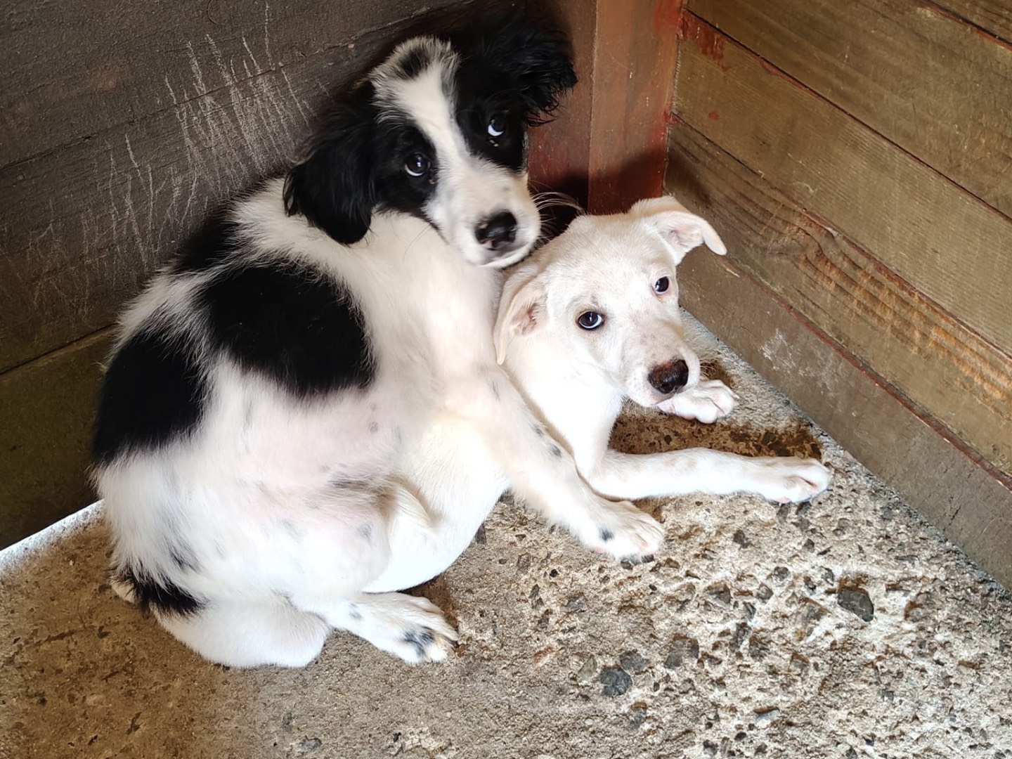 Adotta un cane, maschio, 2 mesi, Vibo