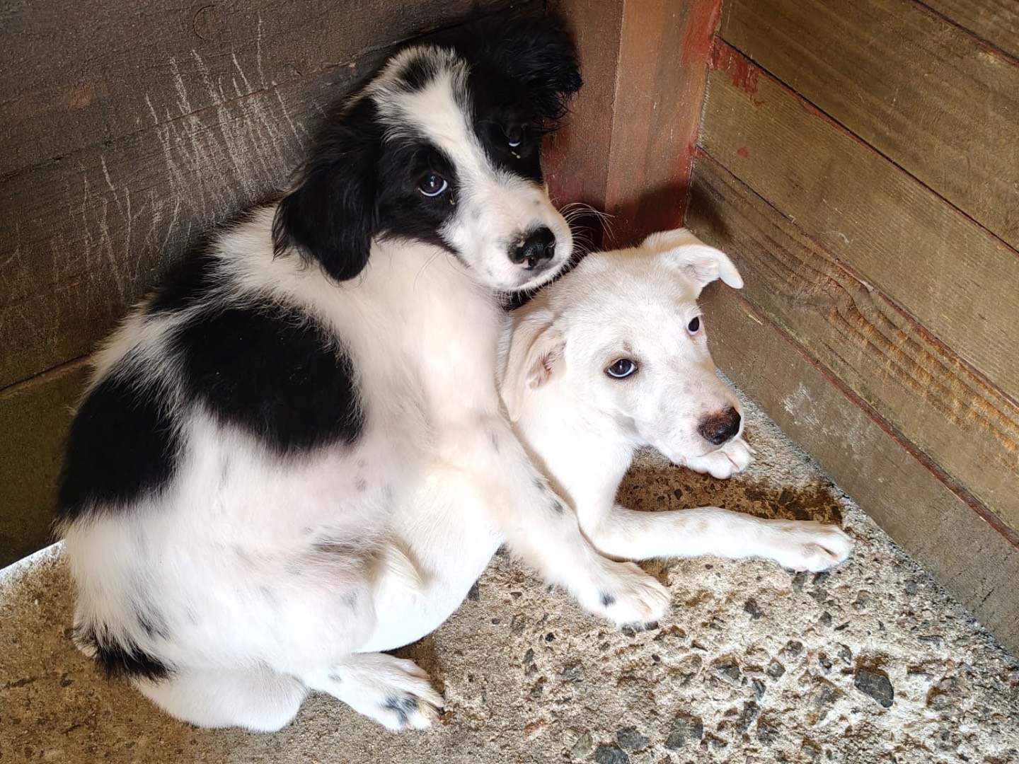 Adotta un cane, taglia media, maschio, Vibo