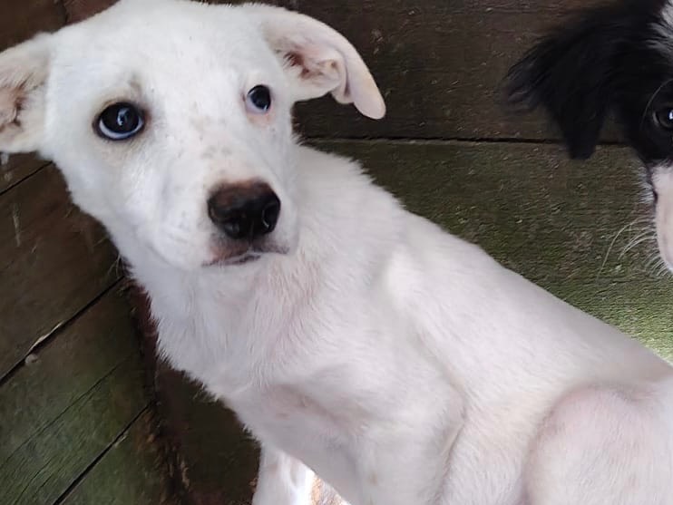 Adozione cane, femmina, Razza sconosciuta Razza sconosciuta, 2 mesi, taglia media, Vibo