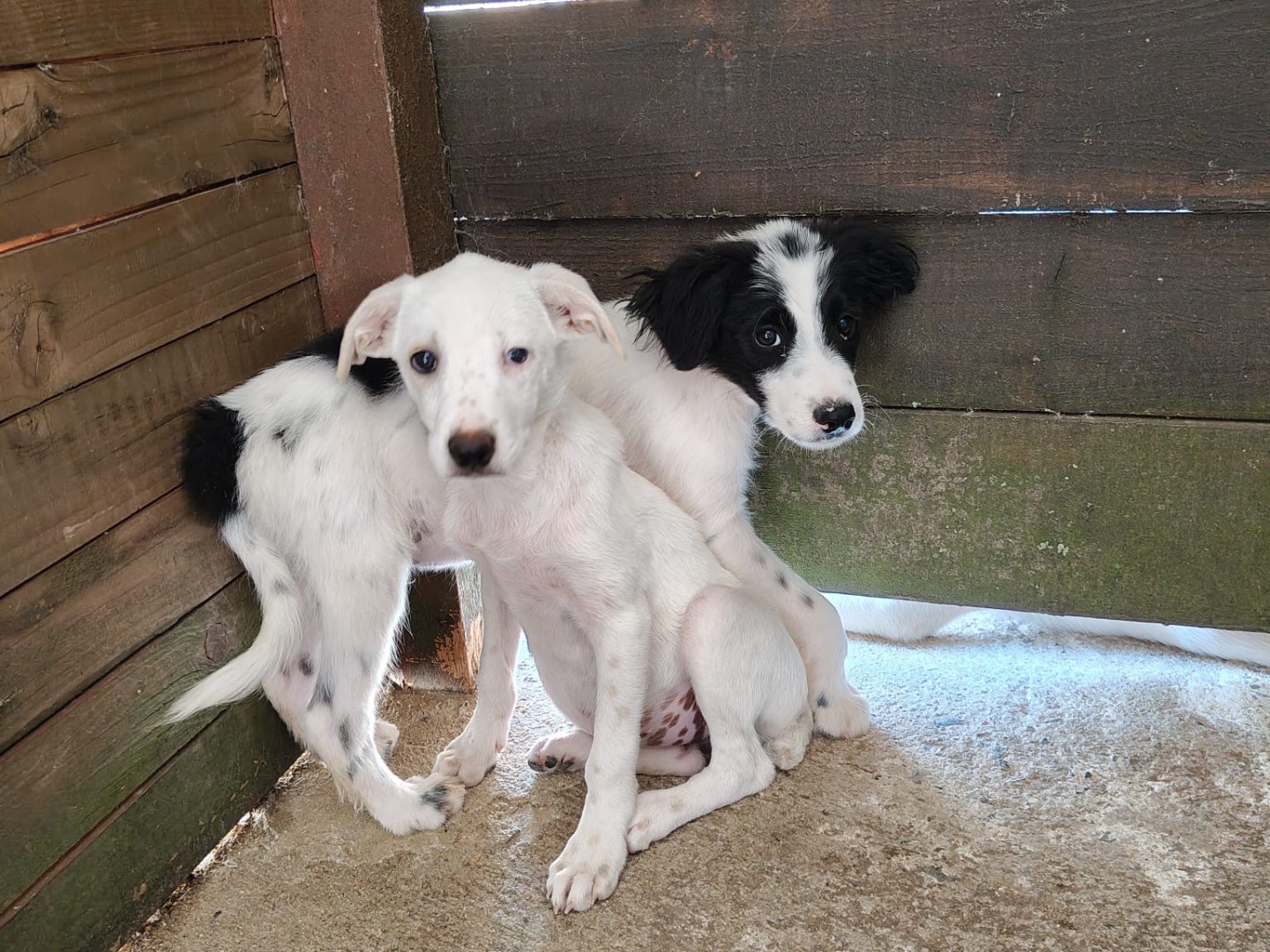 Adotta un cane, femmina, 2 mesi, Vibo