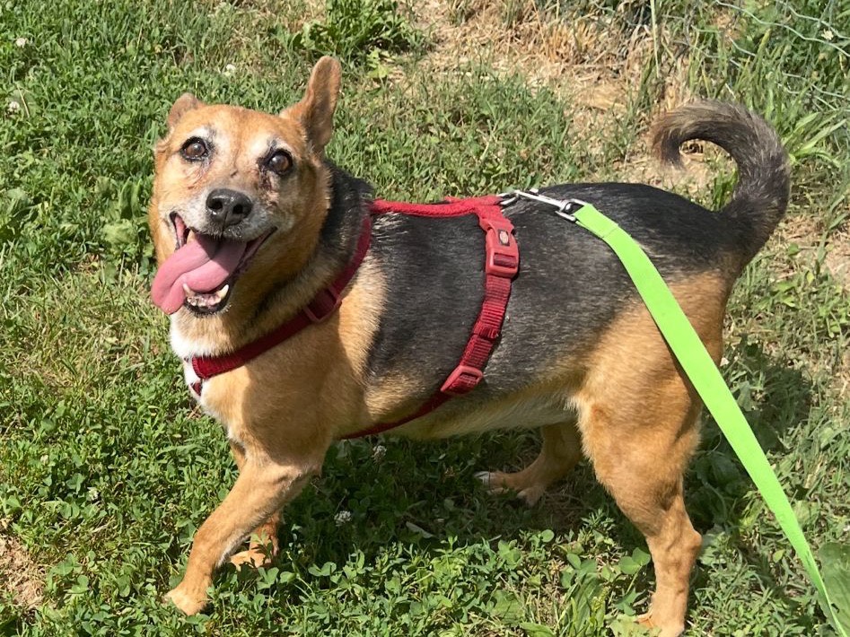 Adozione cane, femmina, Razza sconosciuta Razza sconosciuta, 12 anni e 3 mesi, taglia media contenuta, Bergamo
