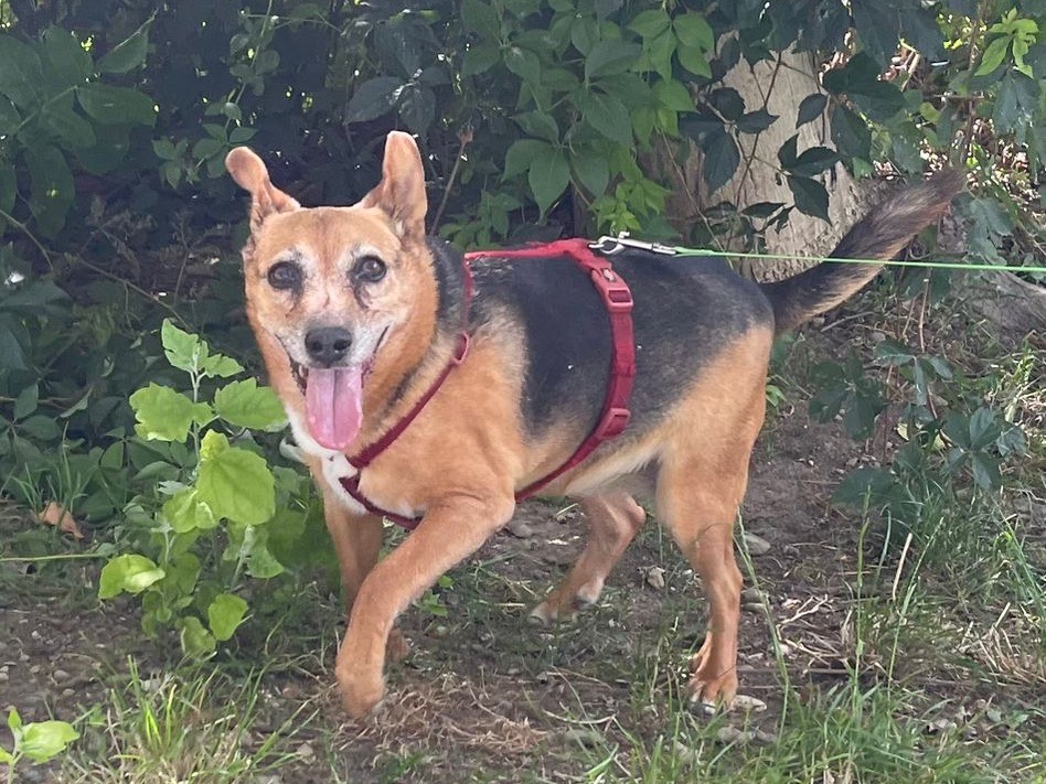 Adotta un cane, femmina, 12 anni e 3 mesi, Bergamo